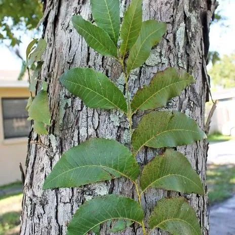 thumbnail for publication: Carya illinoensis: Pecan